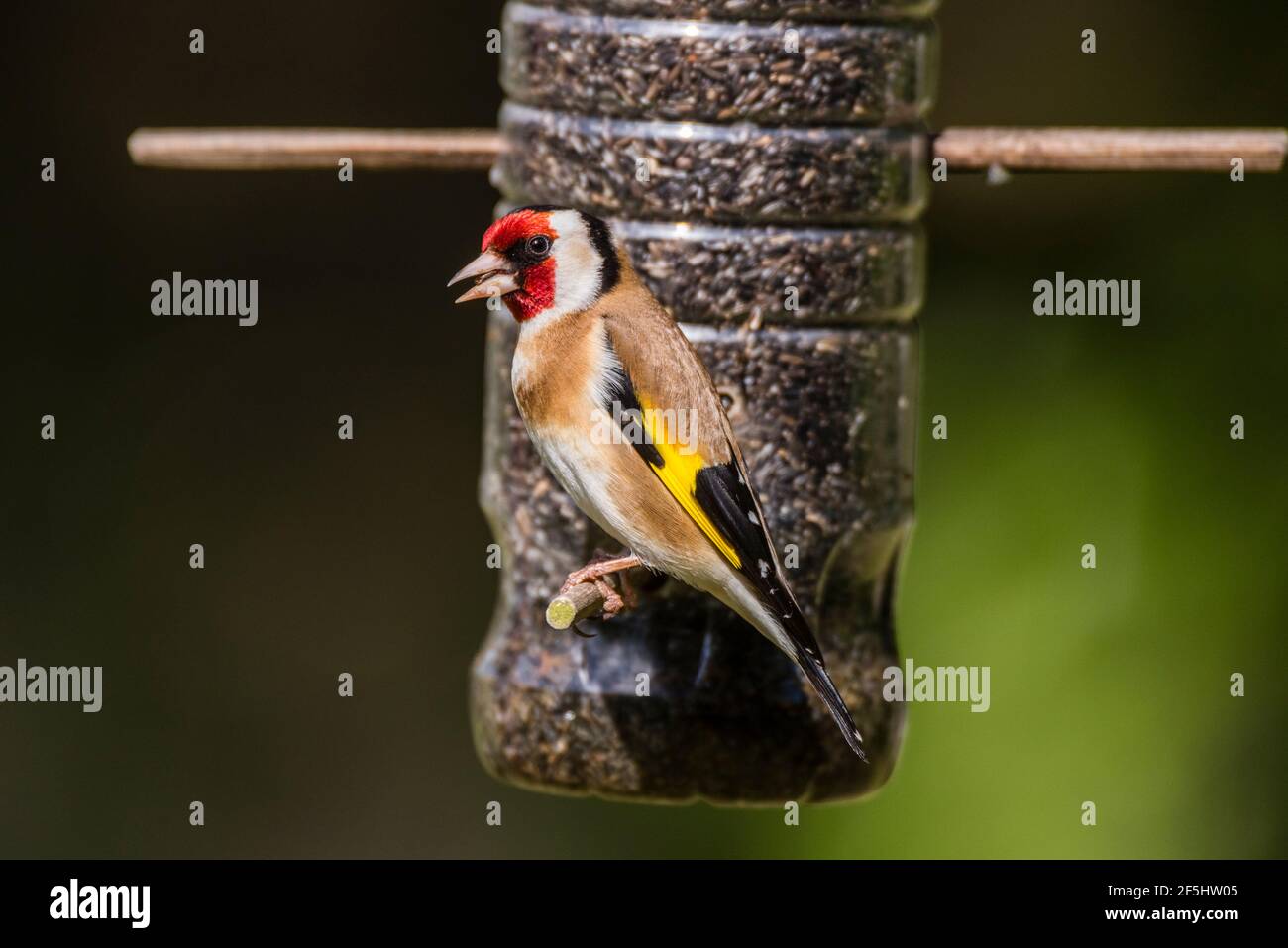 A Goldfinch (Carduelis carduelis) Alimentation des semences du niger au Royaume-Uni Banque D'Images