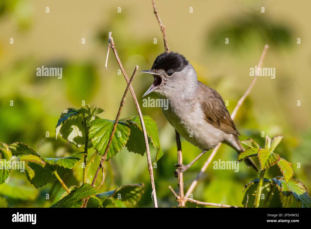 Un Blackcap, Sylvia atricapilla, un seul homme chantant dans un jardin britannique Banque D'Images