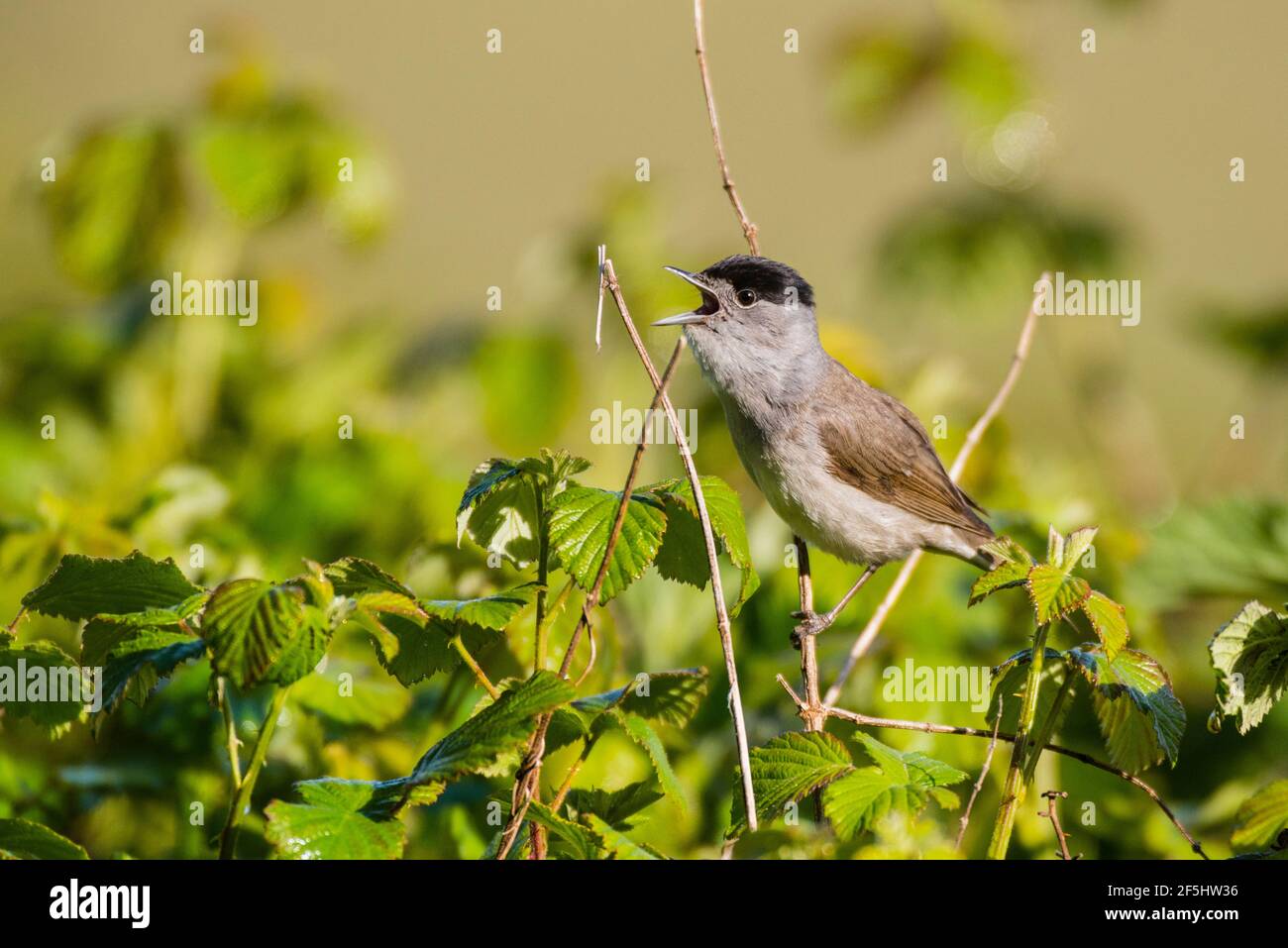 Un Blackcap, Sylvia atricapilla, un seul homme chantant dans un jardin britannique Banque D'Images