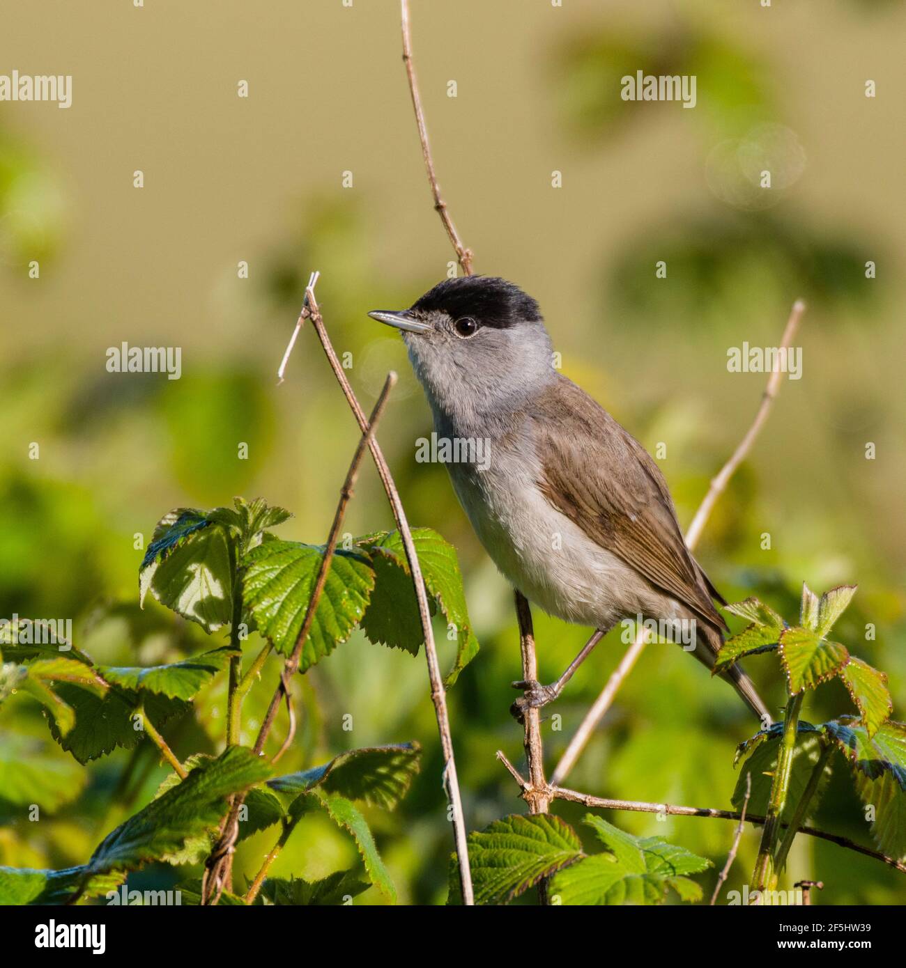 Un Blackcap, Sylvia atricapilla, homme unique dans un jardin britannique Banque D'Images