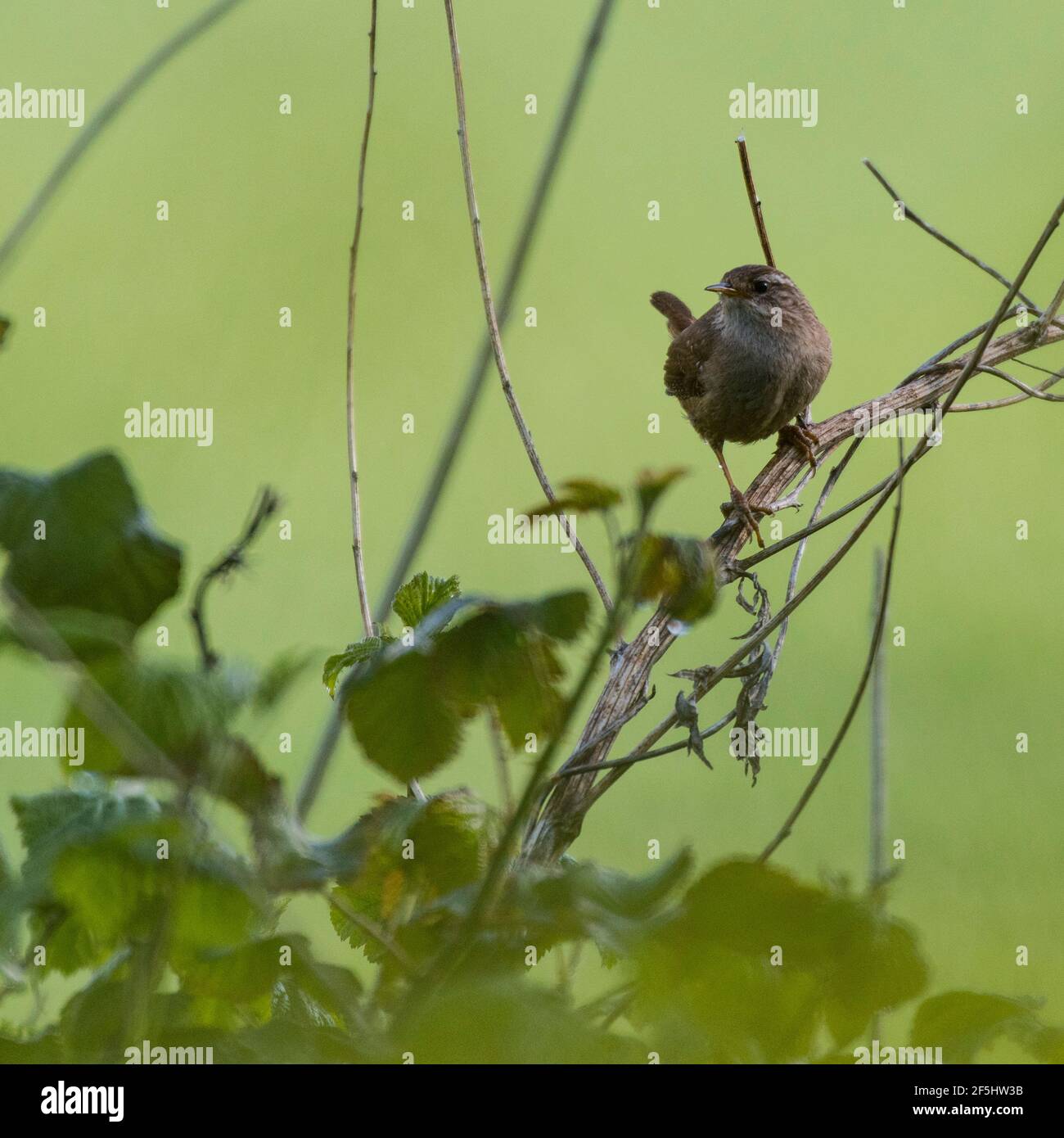 A Wren (troglodytes troglodytes) au Royaume-Uni Banque D'Images