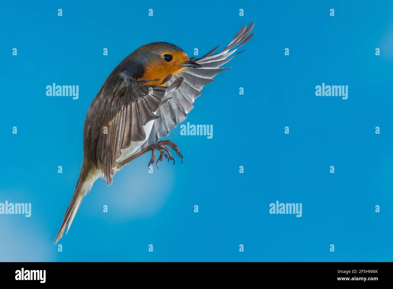 Un Robin (Erithacus rubecula) photographié à l'aide d'un flash à grande vitesse en vol libre au Royaume-Uni Banque D'Images