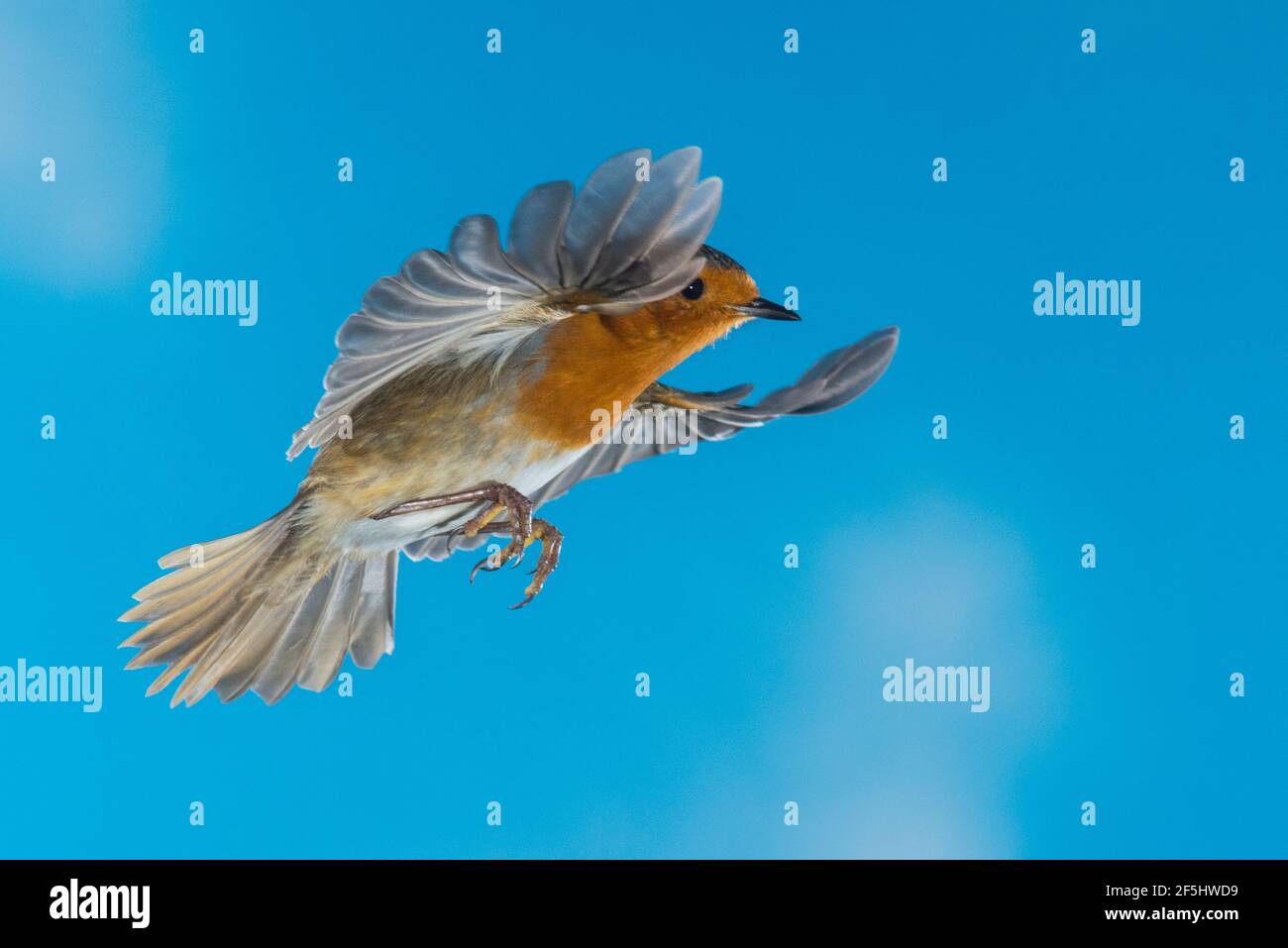 Un Robin (Erithacus rubecula) photographié à l'aide d'un flash à grande vitesse en vol libre au Royaume-Uni Banque D'Images