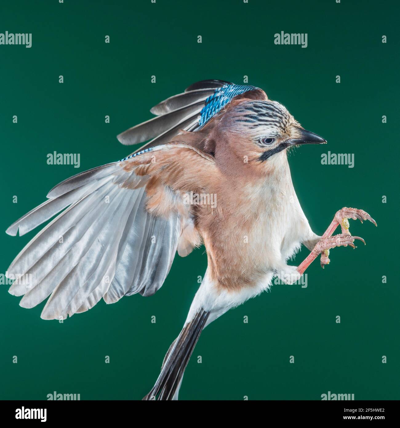 Un geai ( Garrulus glandarius ) Photographié en utilisant le flash haute vitesse en vol libre dans le Royaume-Uni Banque D'Images