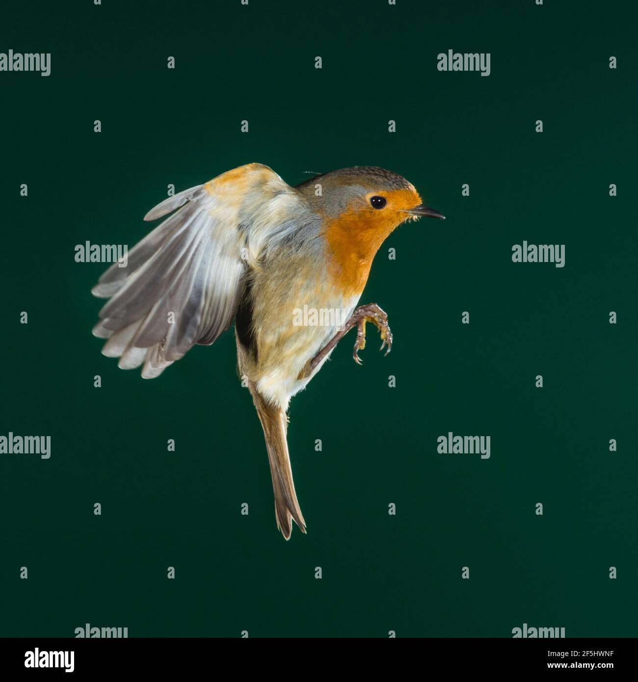Un Robin (Erithacus rubecula) photographié à l'aide d'un flash à grande vitesse en vol libre au Royaume-Uni Banque D'Images