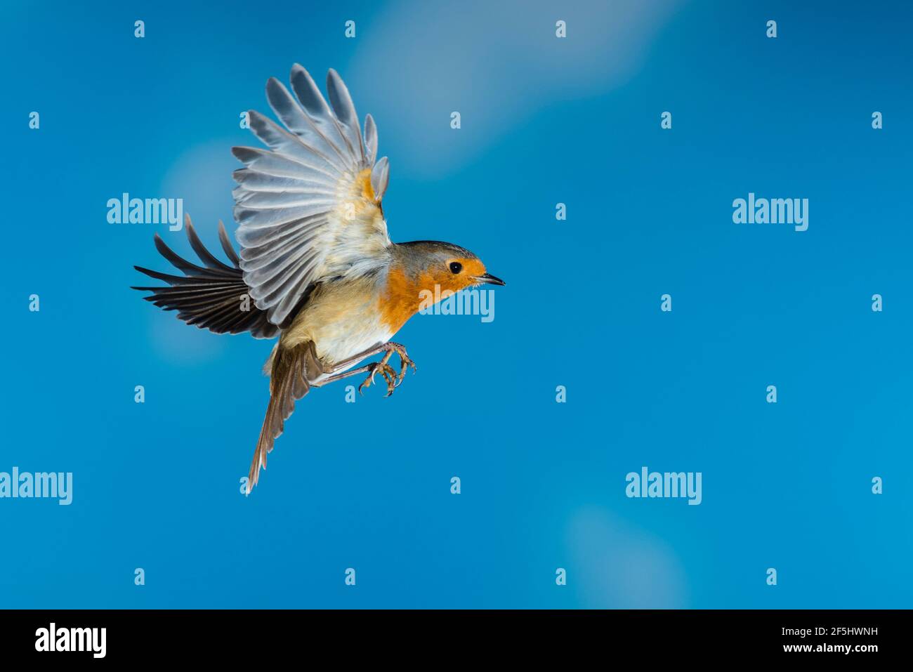 Un Robin (Erithacus rubecula) photographié à l'aide d'un flash à grande vitesse en vol libre au Royaume-Uni Banque D'Images