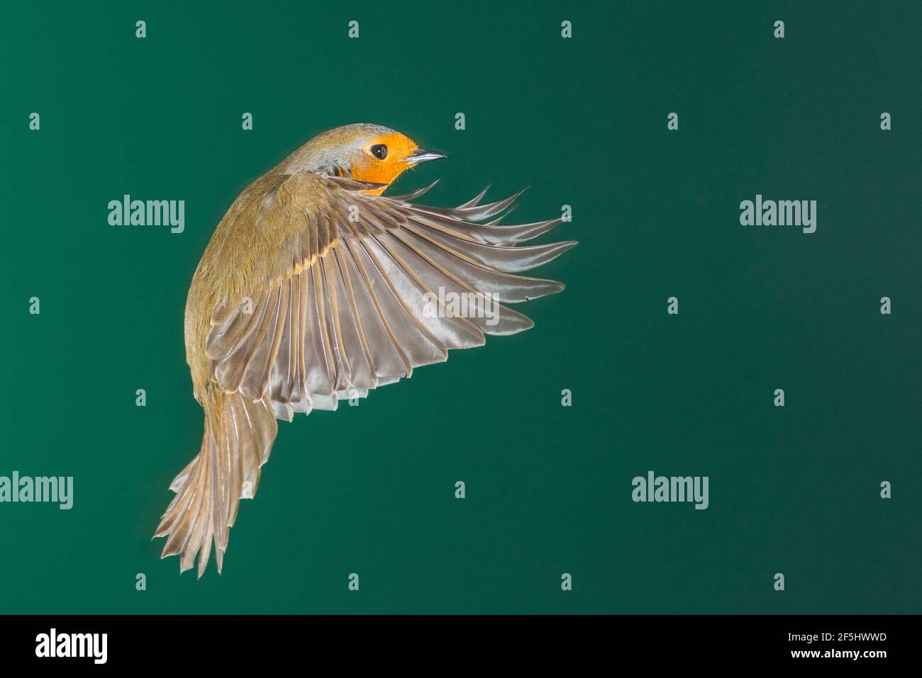 Un Robin (Erithacus rubecula) photographié à l'aide d'un flash à grande vitesse en vol libre au Royaume-Uni Banque D'Images