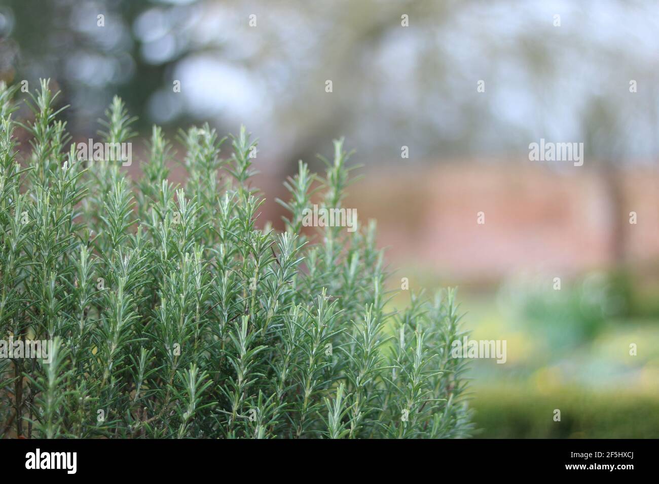 Magnifique buisson de romarin dans le jardin avec espace de copie en arrière-plan Banque D'Images