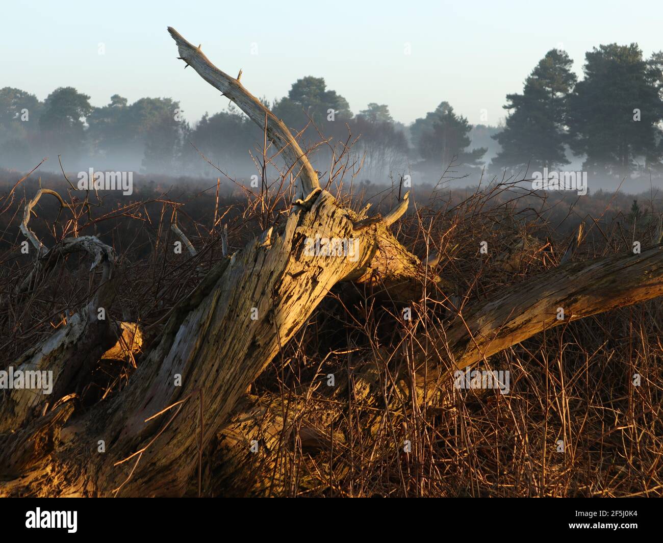 Un matin de printemps éclatant capturant le lever du soleil qui rebondit bois mort tombé assis dans une faible brume autour du sol forestier Banque D'Images