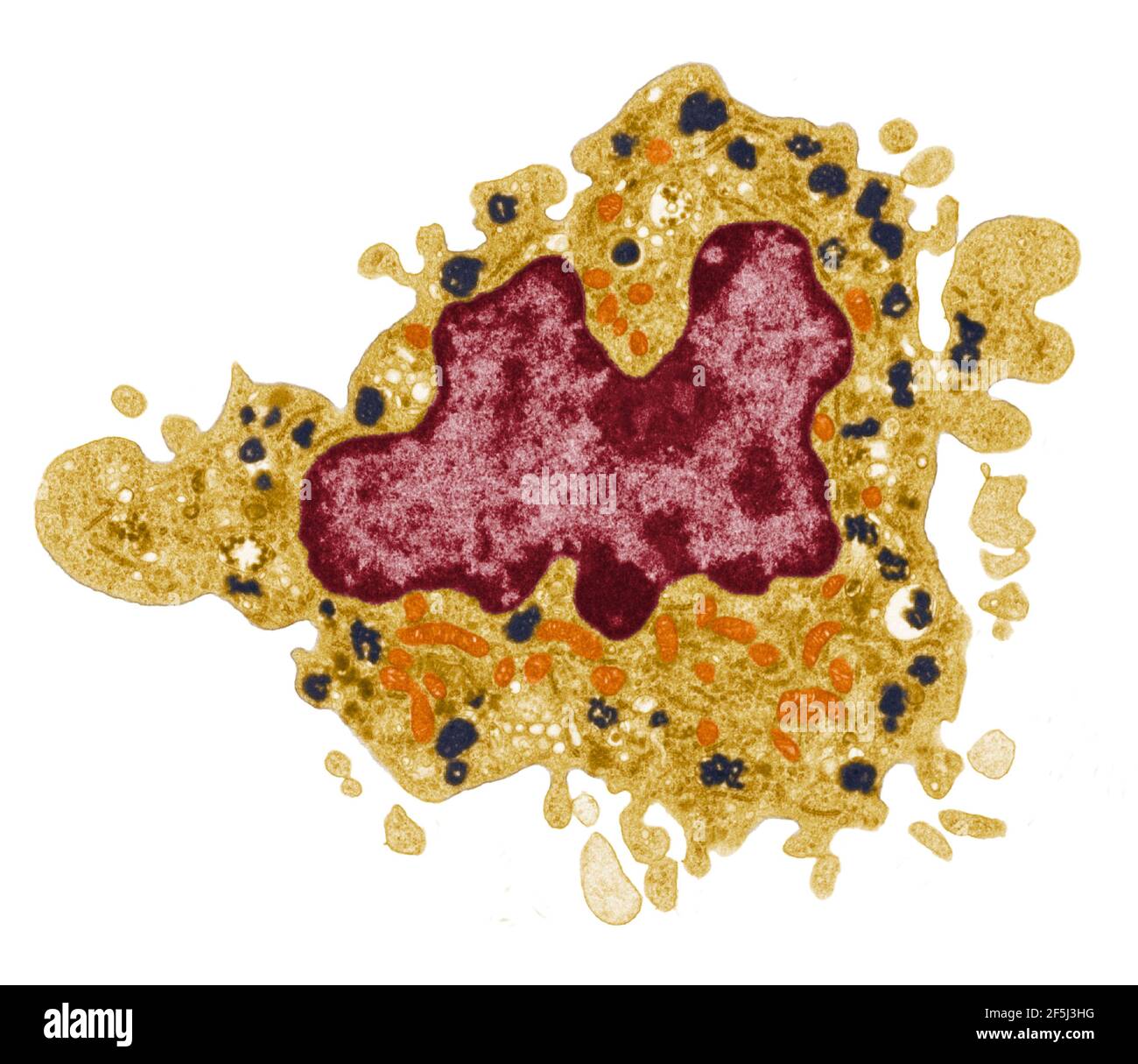 Macrophage, TEM Banque D'Images