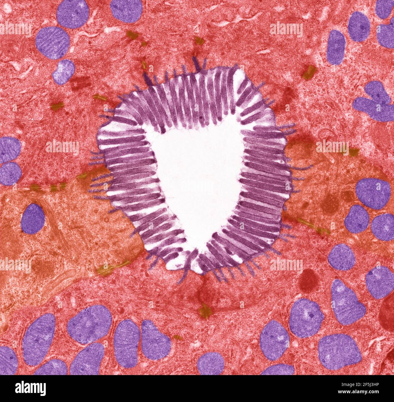 Microvillosités intestinales, TEM Banque D'Images