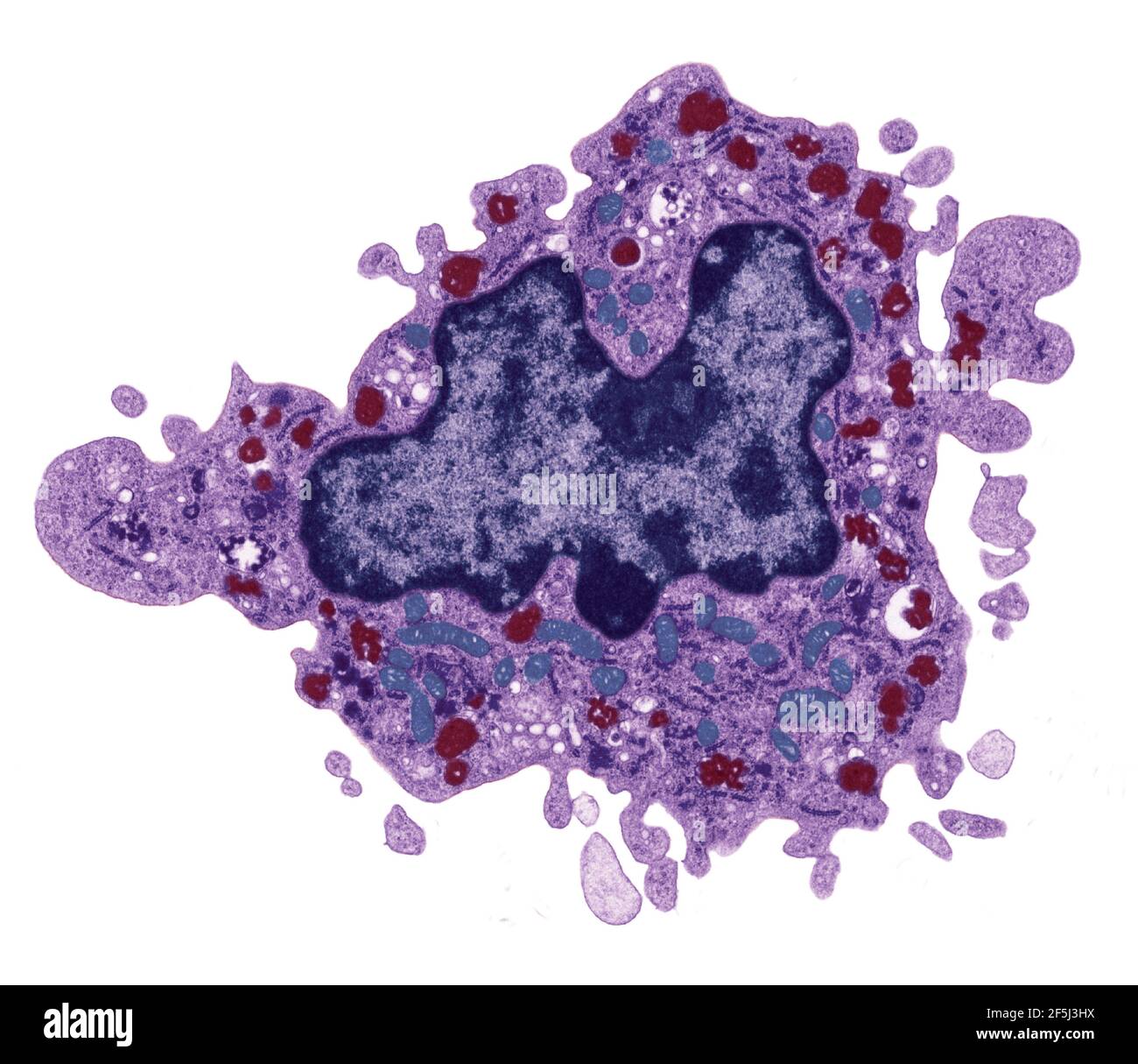 Macrophage, TEM Banque D'Images