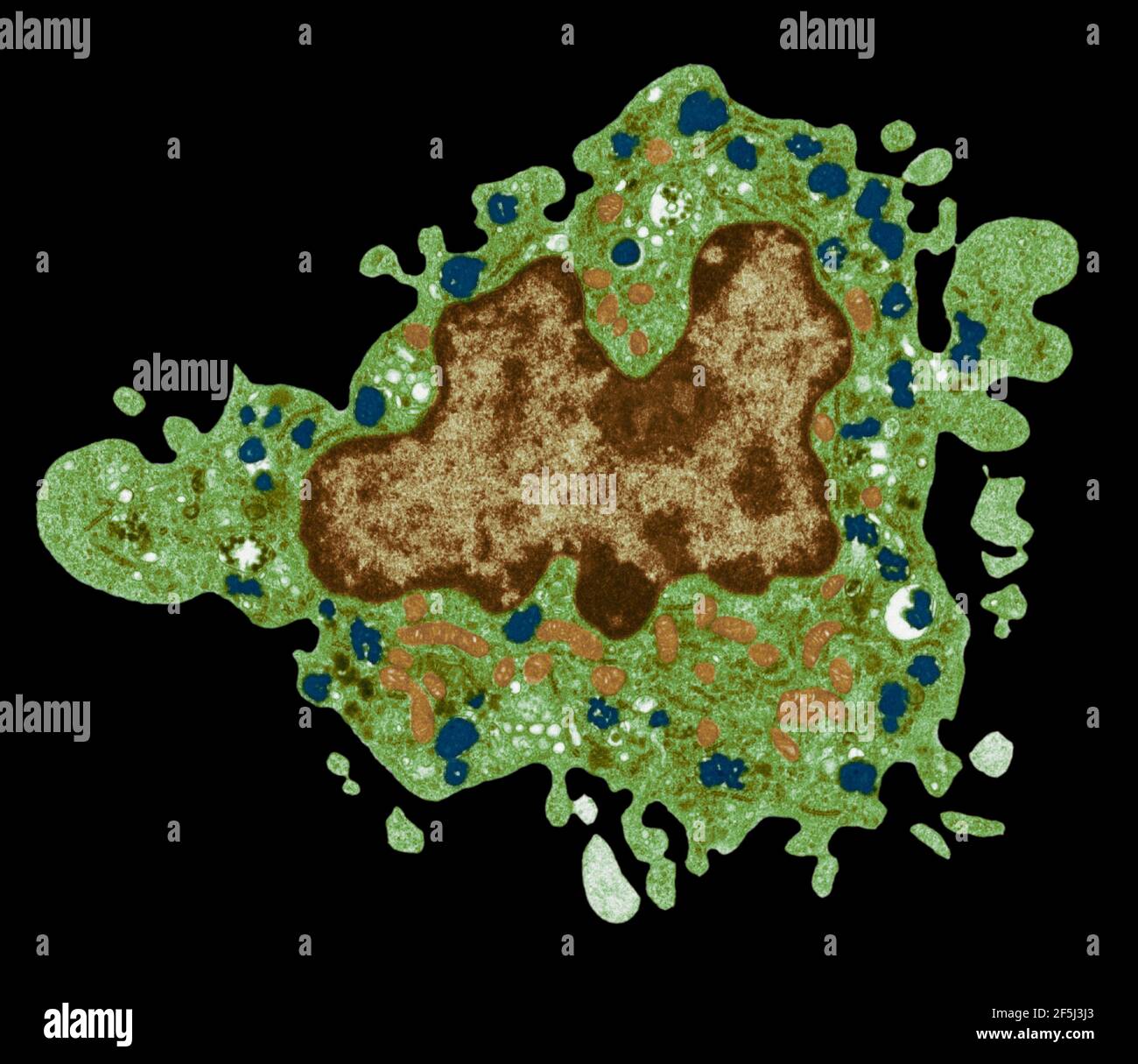 Macrophage, TEM Banque D'Images