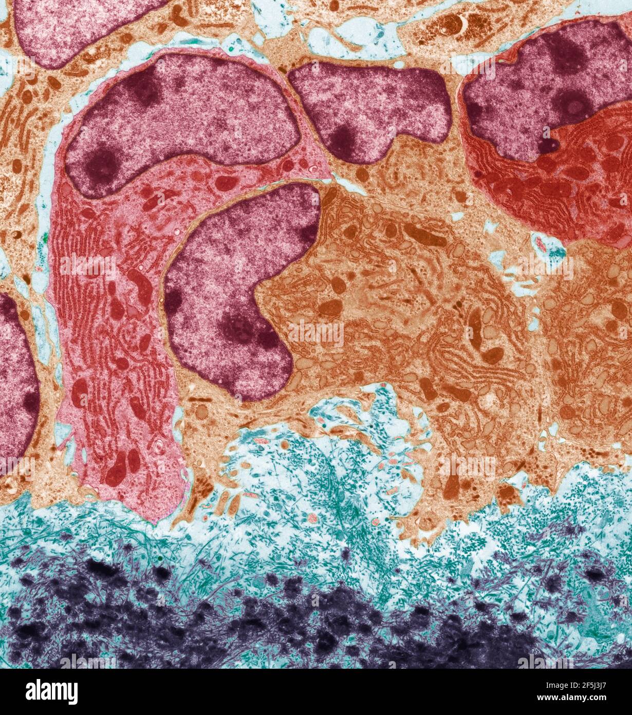 Ostéoblastes, TEM Banque D'Images