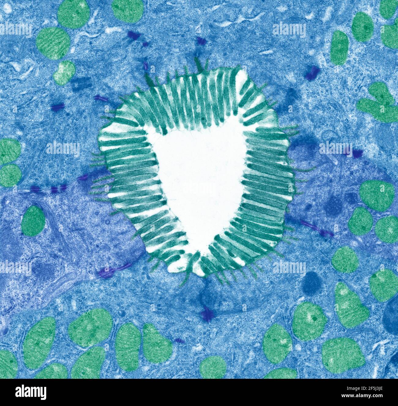 Microvillosités intestinales, TEM Banque D'Images