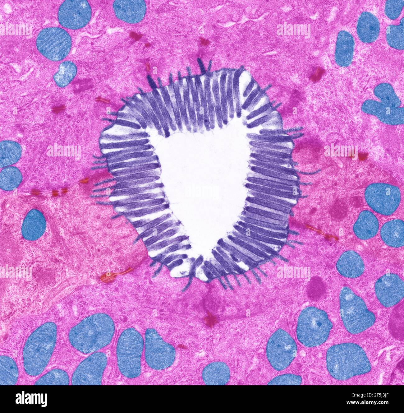Microvillosités intestinales, TEM Banque D'Images