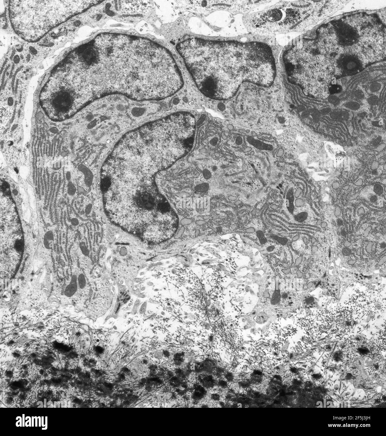 Ostéoblastes, TEM Banque D'Images