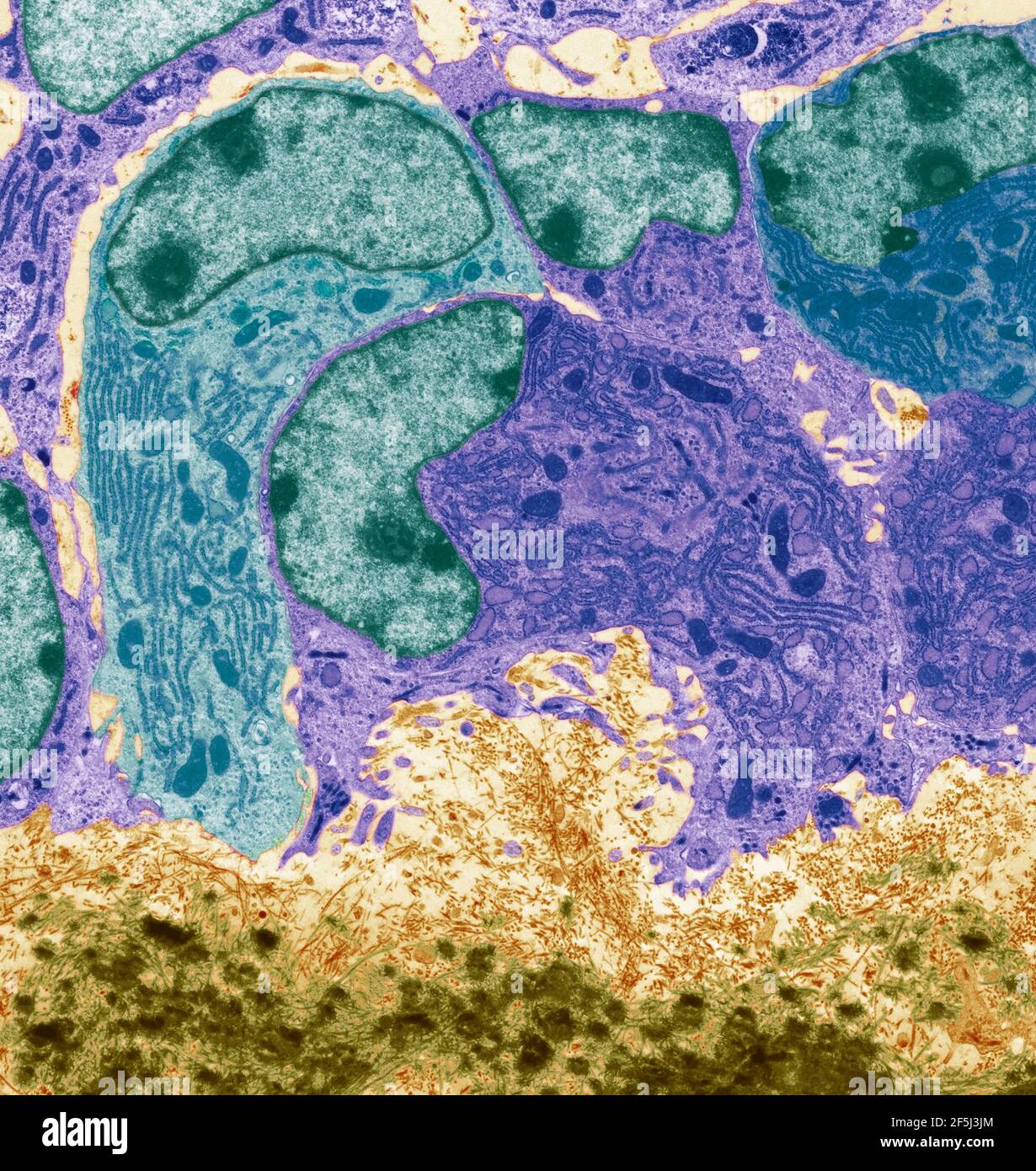 Ostéoblastes, TEM Banque D'Images