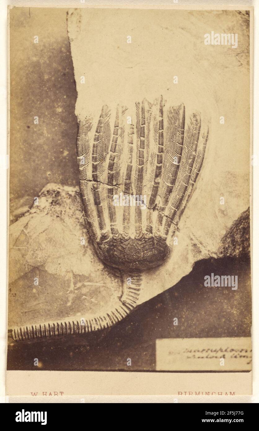 Fossile d'un crinoïde. William Hart (britannique, active Birmingham, Angleterre des années 1860) Banque D'Images
