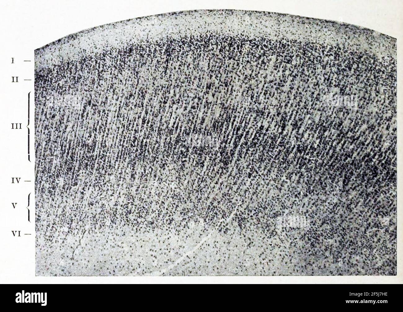 Organisation radiale des couches tectogénétiques dans le cortex cérébral, fœtus humain 8 mois (K. Brodmann, 1909, p. 24, fig. 3). Banque D'Images Organisation radiale des couches tectogénétiques dans le cortex cérébral, fœtus humain 8 mois (K. Brodmann, 1909, p. 24, fig. 3). Banque D'Images