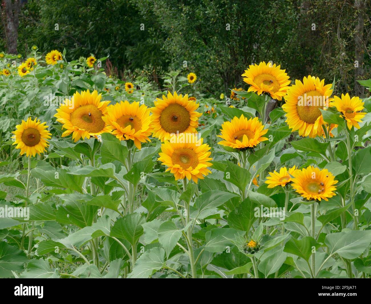 Plusieurs grandes fleurs de soleil de Mammoth russe géant jaune debout et magnifique dans une ferme de tournesol Banque D'Images