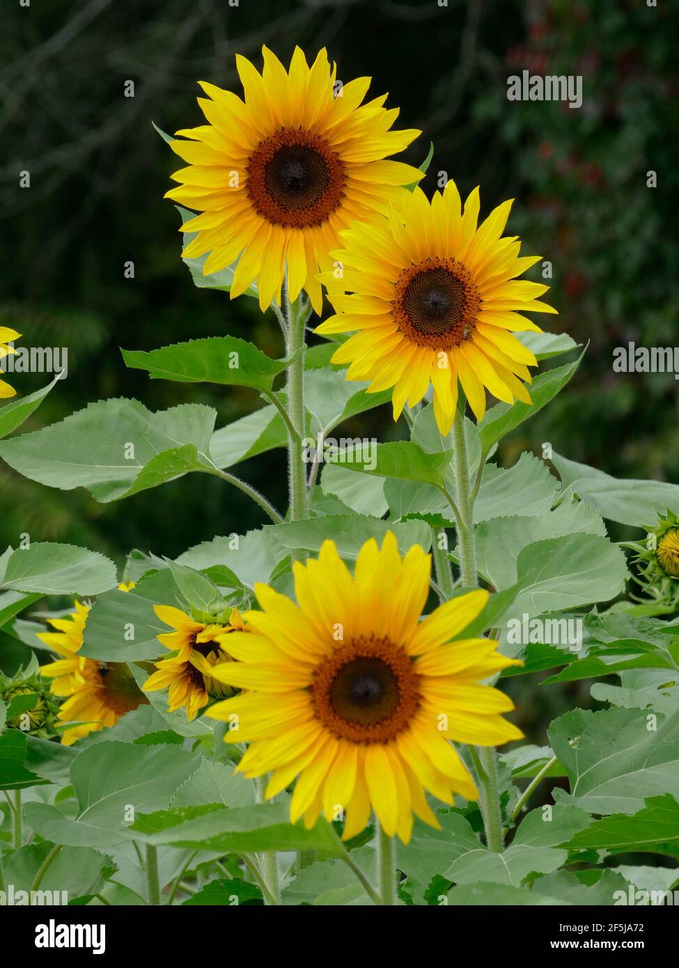 Une famille de trois Sunflower dans un jardin Banque D'Images