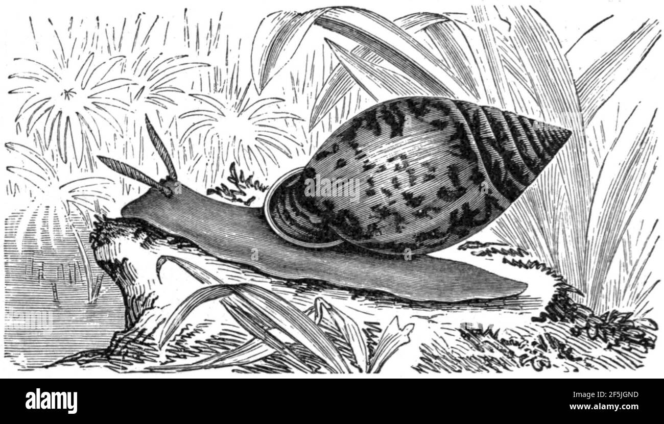 Pythia scarabaeus. Banque D'Images