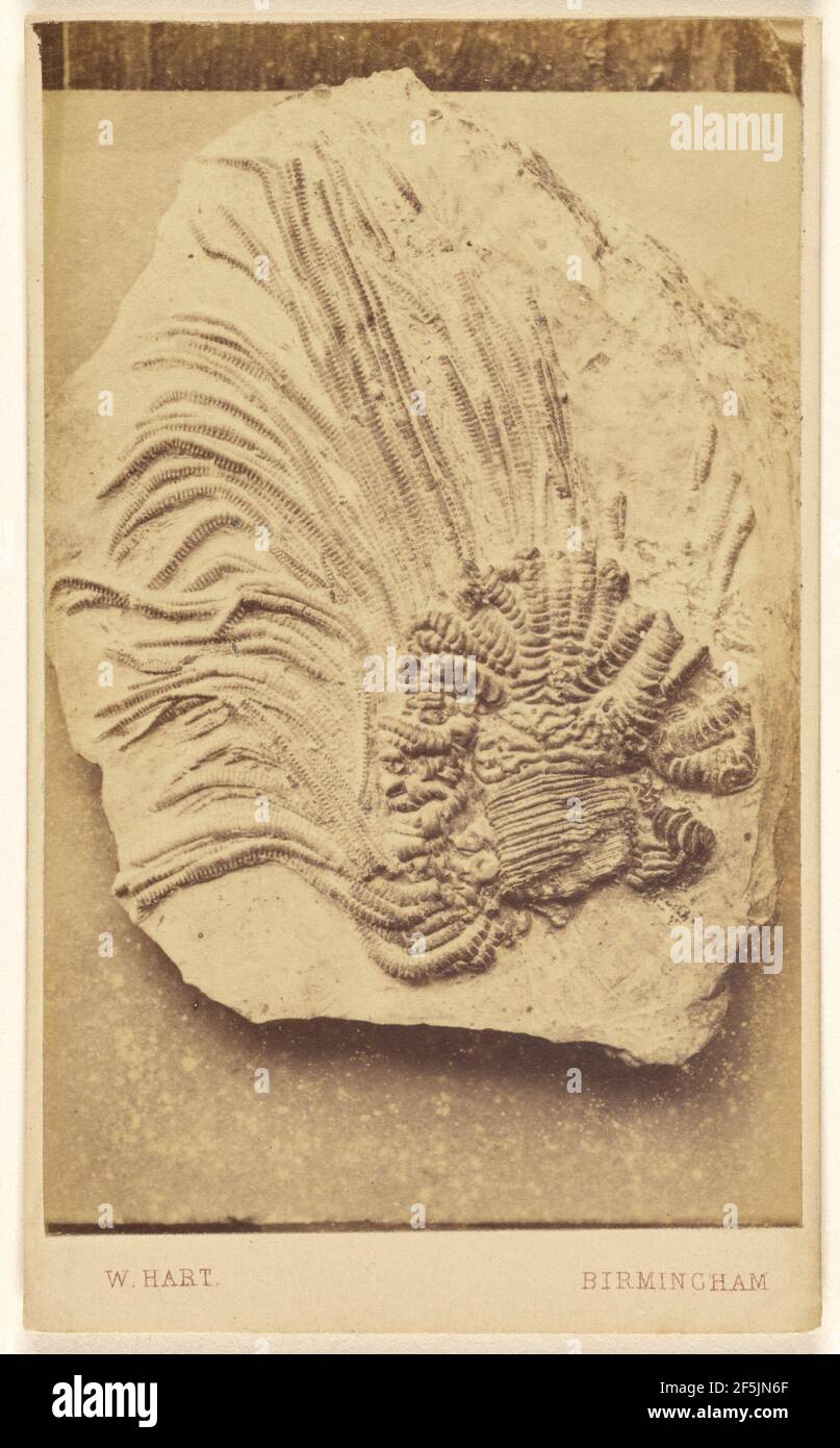 Fossile d'un crinoïde. William Hart (britannique, active Birmingham, Angleterre des années 1860) Banque D'Images