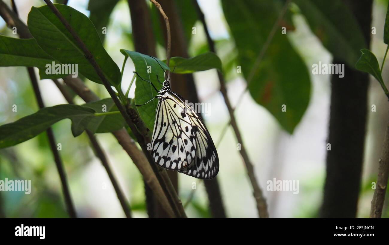 Papillon en papier de riz suspendu à la branche Banque D'Images