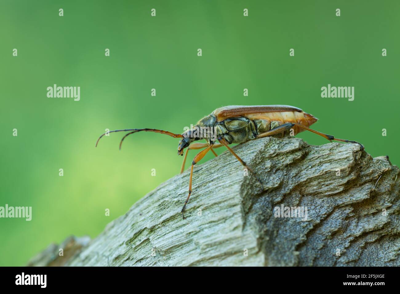 Femelle variable longhorn, Stenocorus meridianus sur bois Banque D'Images