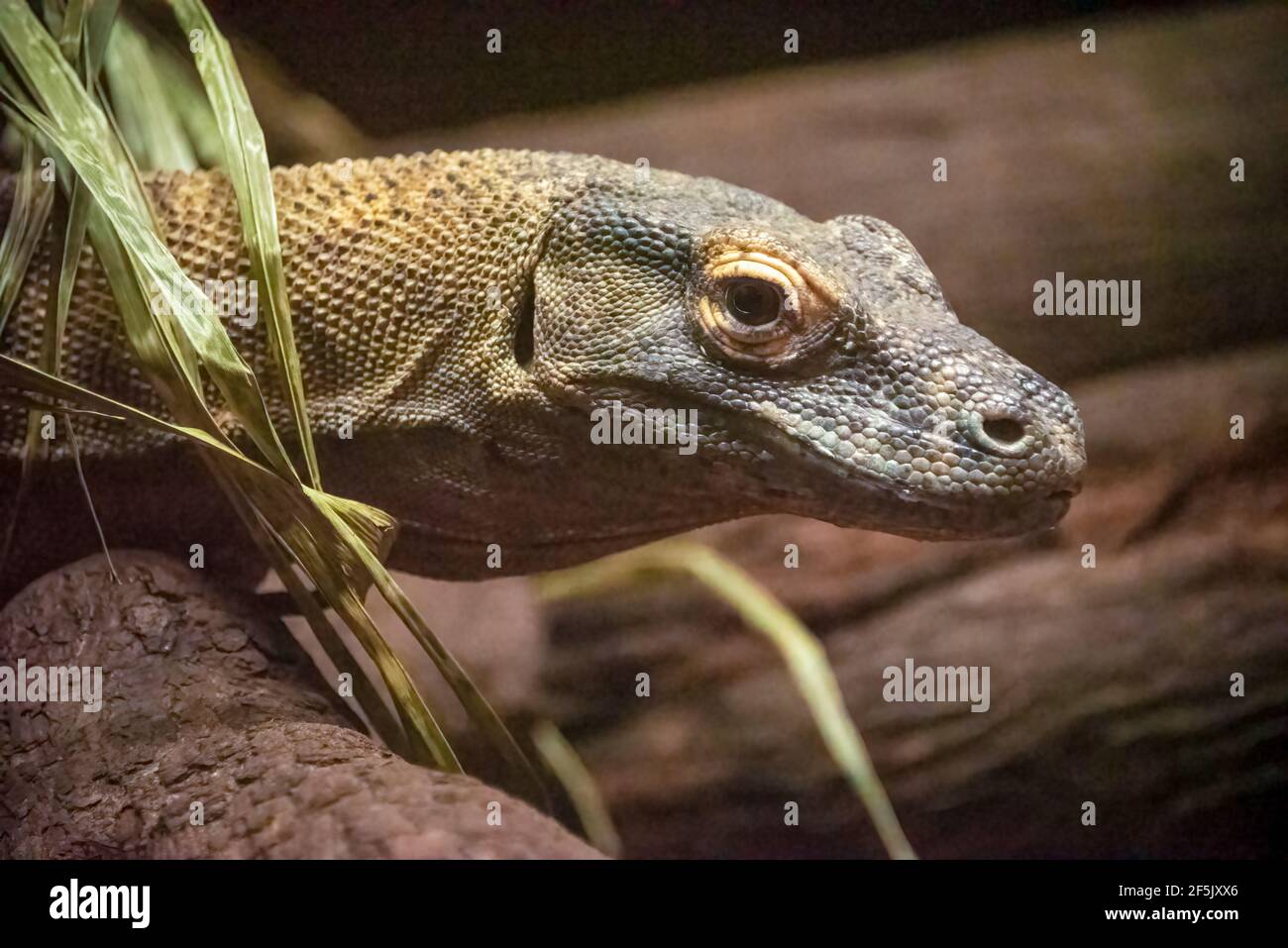Le dragon de Komodo (Varanus komodoensis), également connu sous le nom de moniteur de Komodo, à la ferme des alligators de St. Augustine, à St. Augustine, en Floride. (ÉTATS-UNIS) Banque D'Images