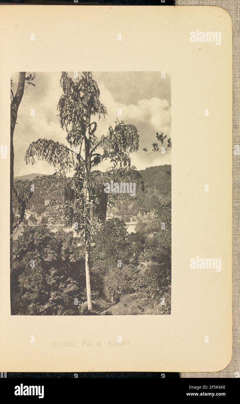 Paume Kitool. Henry W. Cave (anglais, 1854 - 1913) Banque D'Images