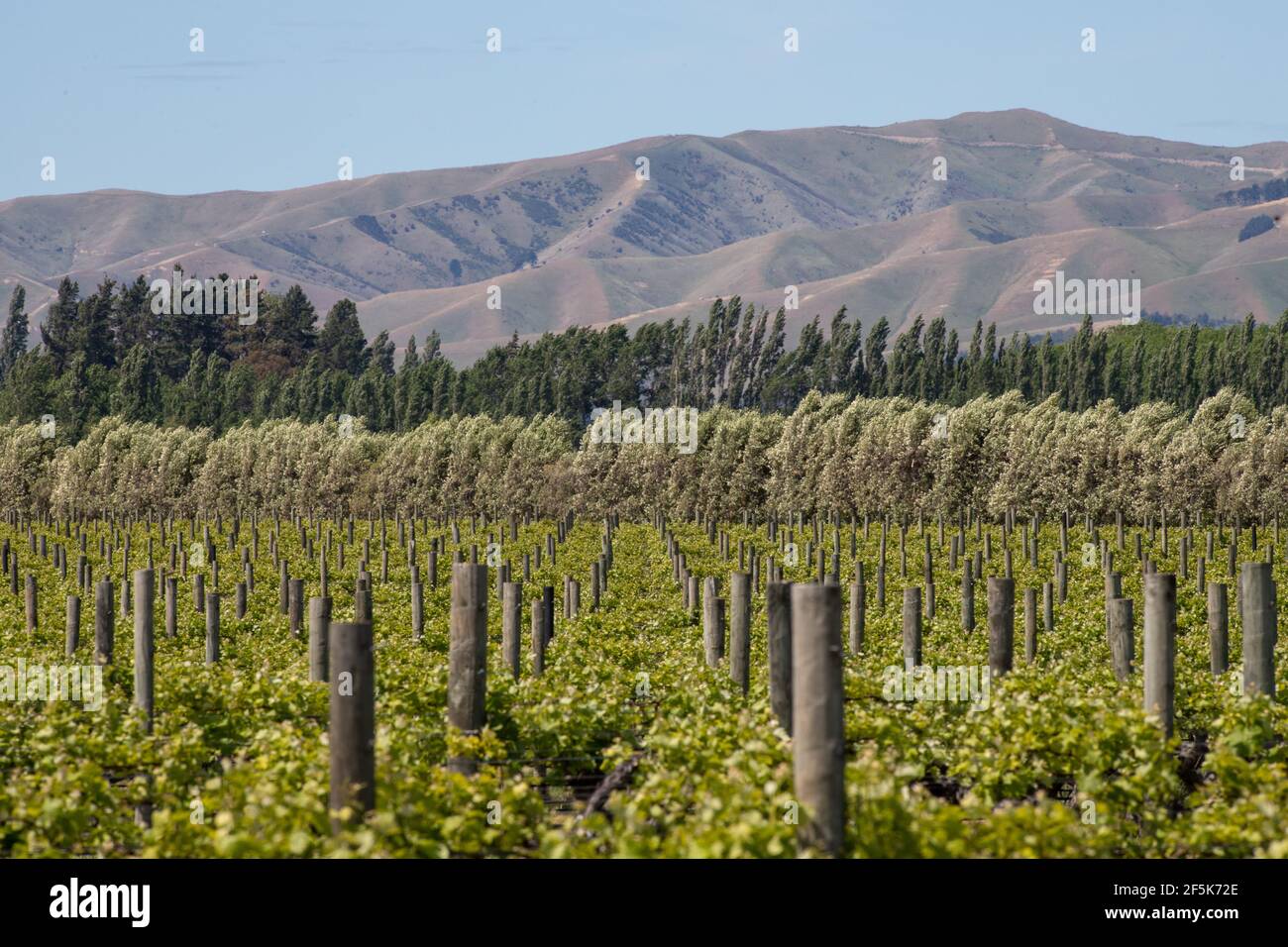 Vignobles à Blenheim, Marlborough, Nouvelle-Zélande : Banque D'Images