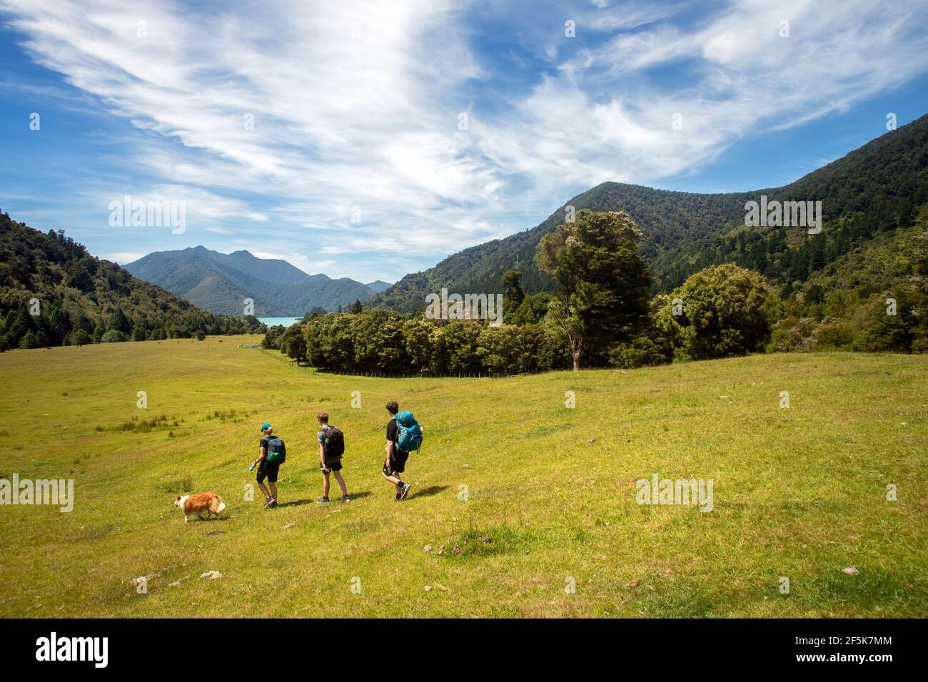 Nydia Track avec un chien, de Kaiuma Bay à Duncan Bay, Marlborough, Nouvelle-Zélande Banque D'Images