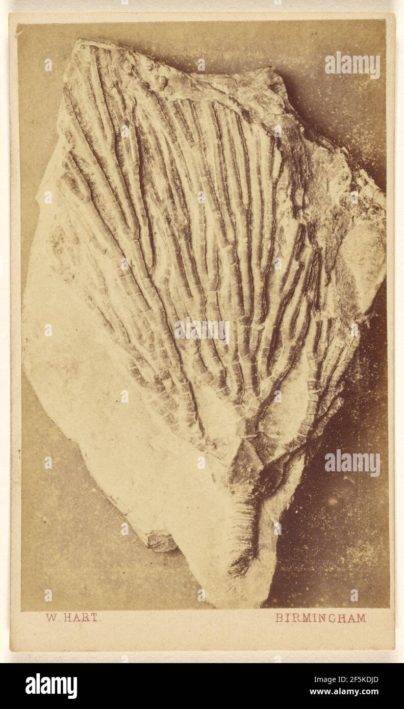 Fossile d'un crinoïde. William Hart (britannique, active Birmingham, Angleterre des années 1860) Banque D'Images