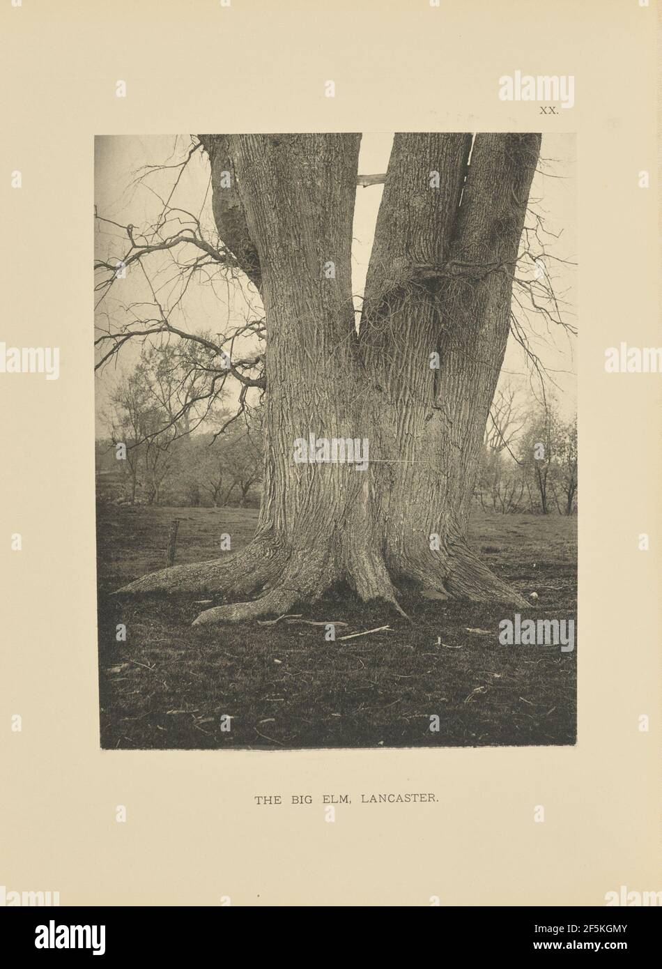 Le Grand Elm, Lancaster. Henry Brooks (américain, né en 1857) Banque D'Images