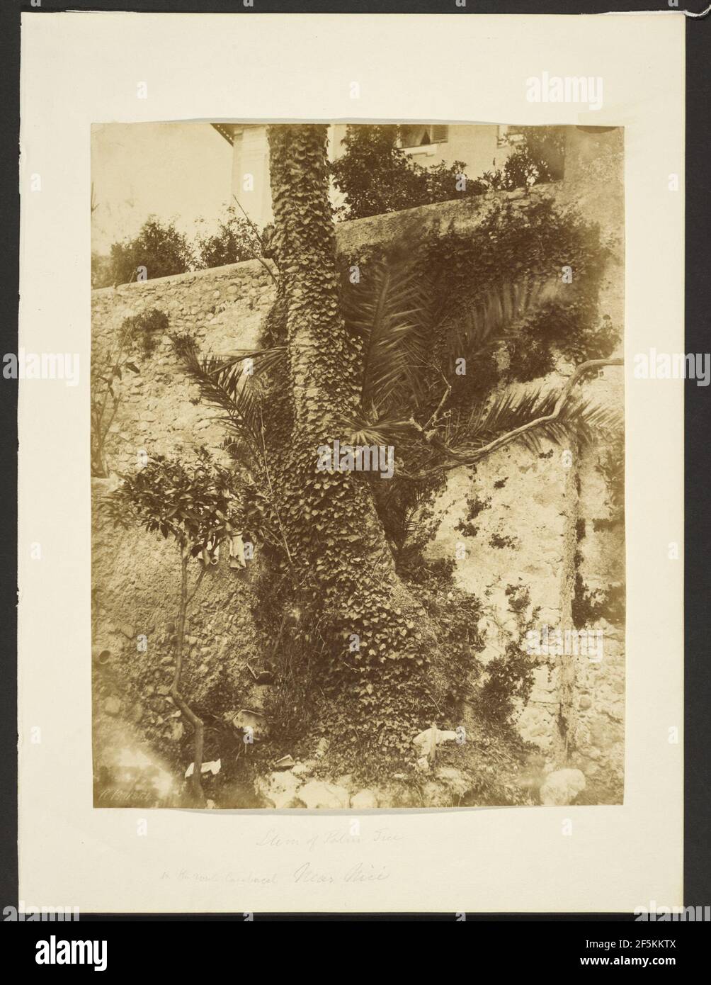 Tronc d'un Palm Date, avec Ivy, Nice. Alfred Backhouse (anglais, actif 1850) Banque D'Images