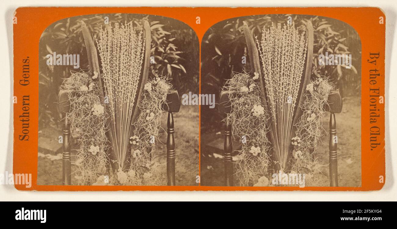 Floraison de l'arbre des dates... Florida Club Charles Seaver, Jr. Et George Pierron Banque D'Images