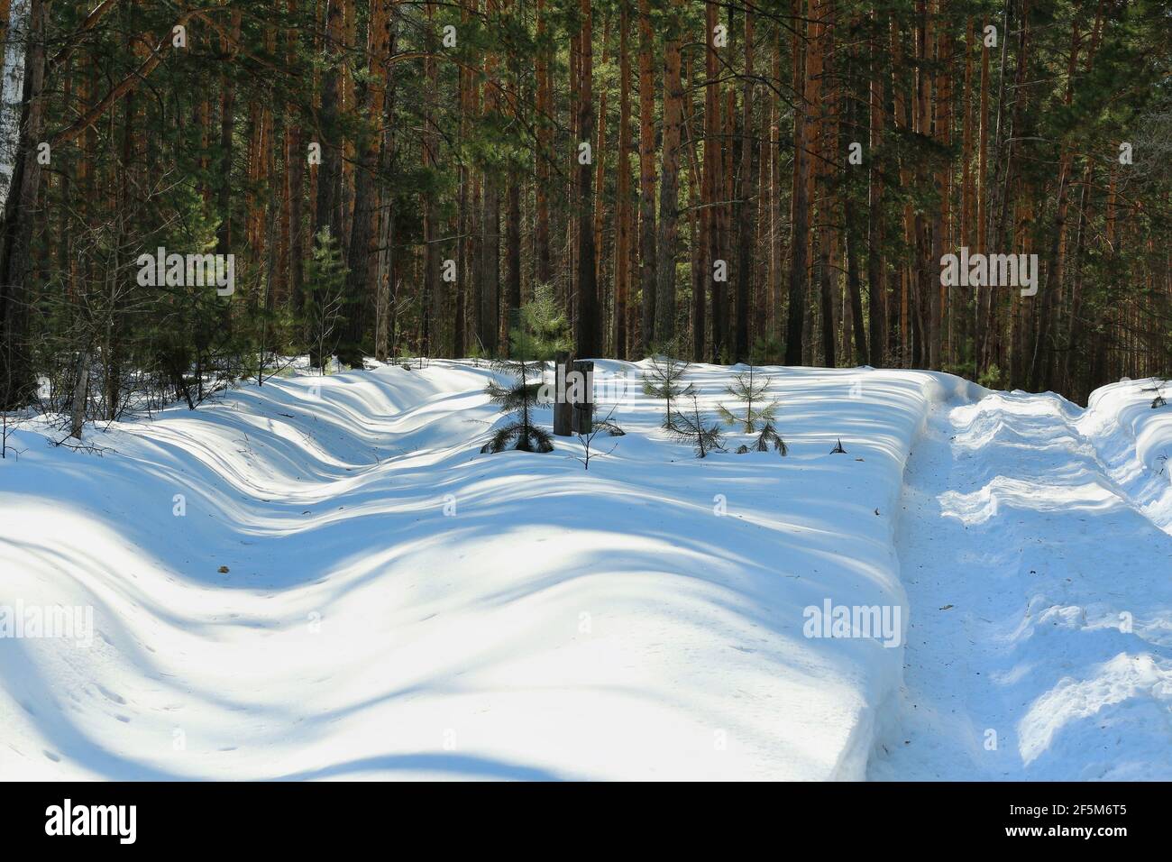 Une route couverte de neige profonde et une bande de protection forestière dans une forêt de pins d'hiver par une journée ensoleillée. Poteaux en bois avec marquages carrés forestiers. Banque D'Images