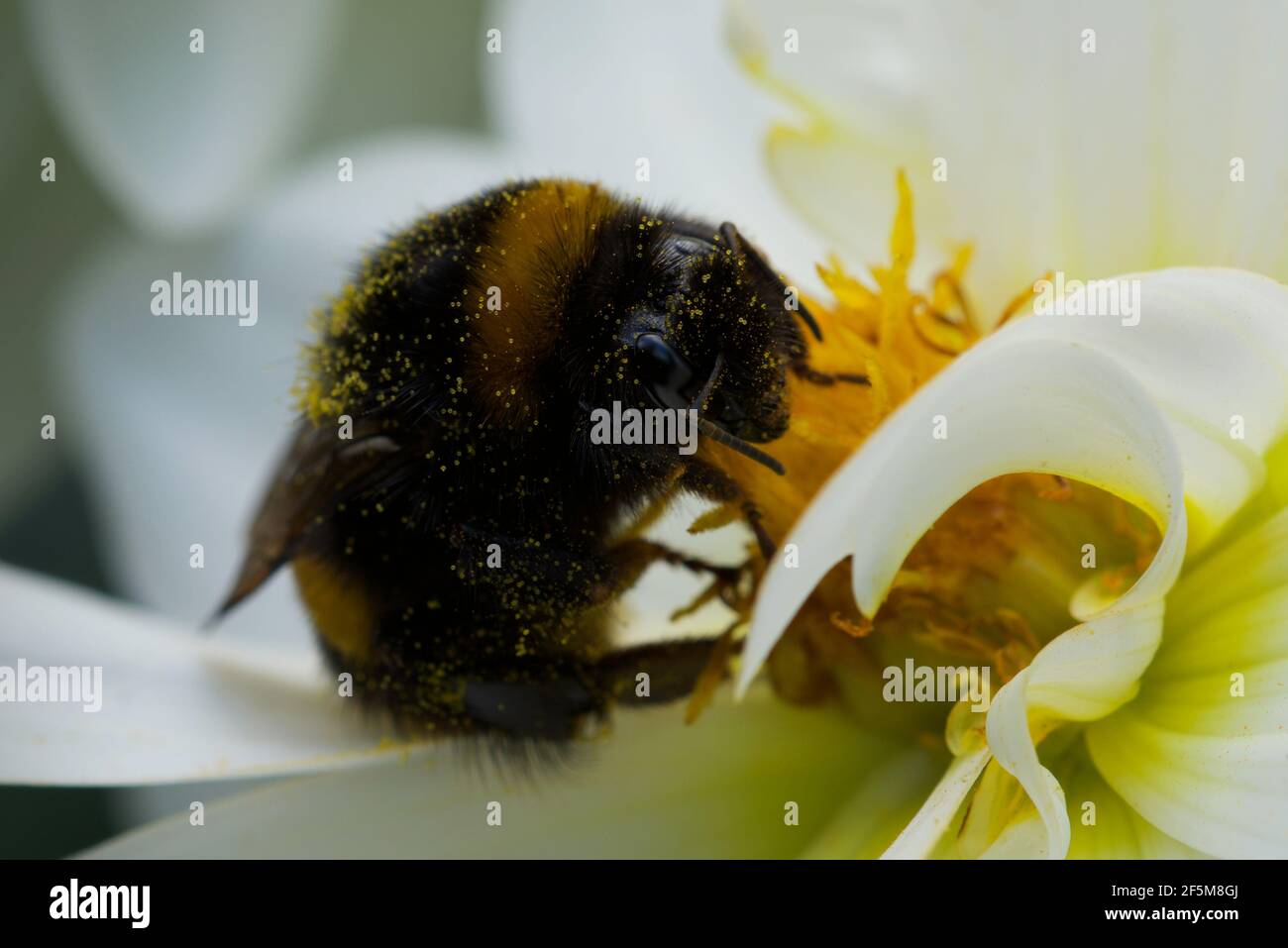 Une photo en gros plan d'un bourdon (Bombus de la famille des Apidae) recouvert de particules de pollen. Mise au point sélective, faible profondeur de champ. Banque D'Images