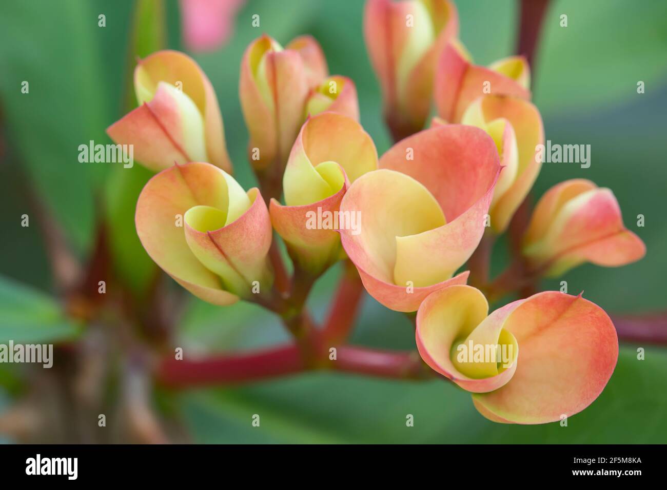 Euphorbia milii (cime d'épines, plante du Christ, épine du Christ) est une espèce de plante à fleurs de la famille des Euphorbiacia Banque D'Images