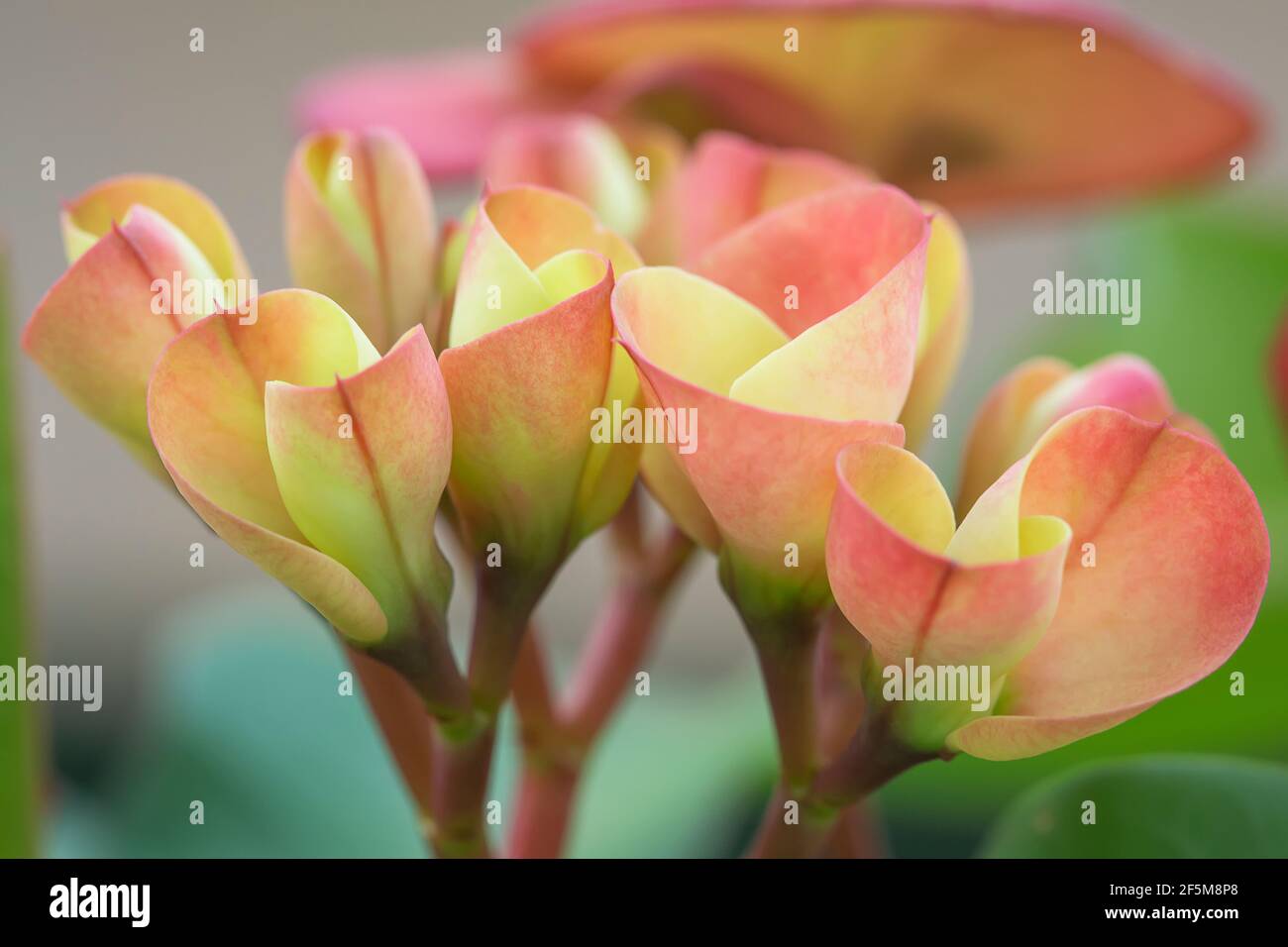 Euphorbia milii (cime d'épines, plante du Christ, épine du Christ) est une espèce de plante à fleurs de la famille des Euphorbiacia Banque D'Images