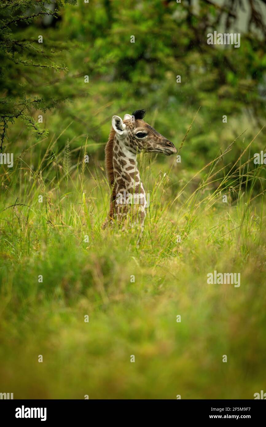 Jeune girafe Masai couchée dans une herbe longue Banque D'Images