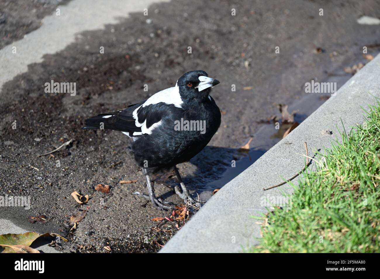 Un Magpie australien après avoir bu de l'eau de la gouttière, avec une goutte d'eau qui coule dans son bec Banque D'Images