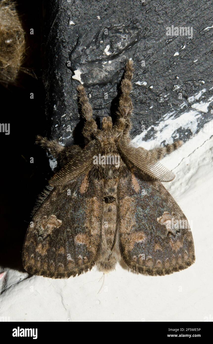 Tussock Moth, Olene sp, Klungkung, Bali, Indonésie Banque D'Images