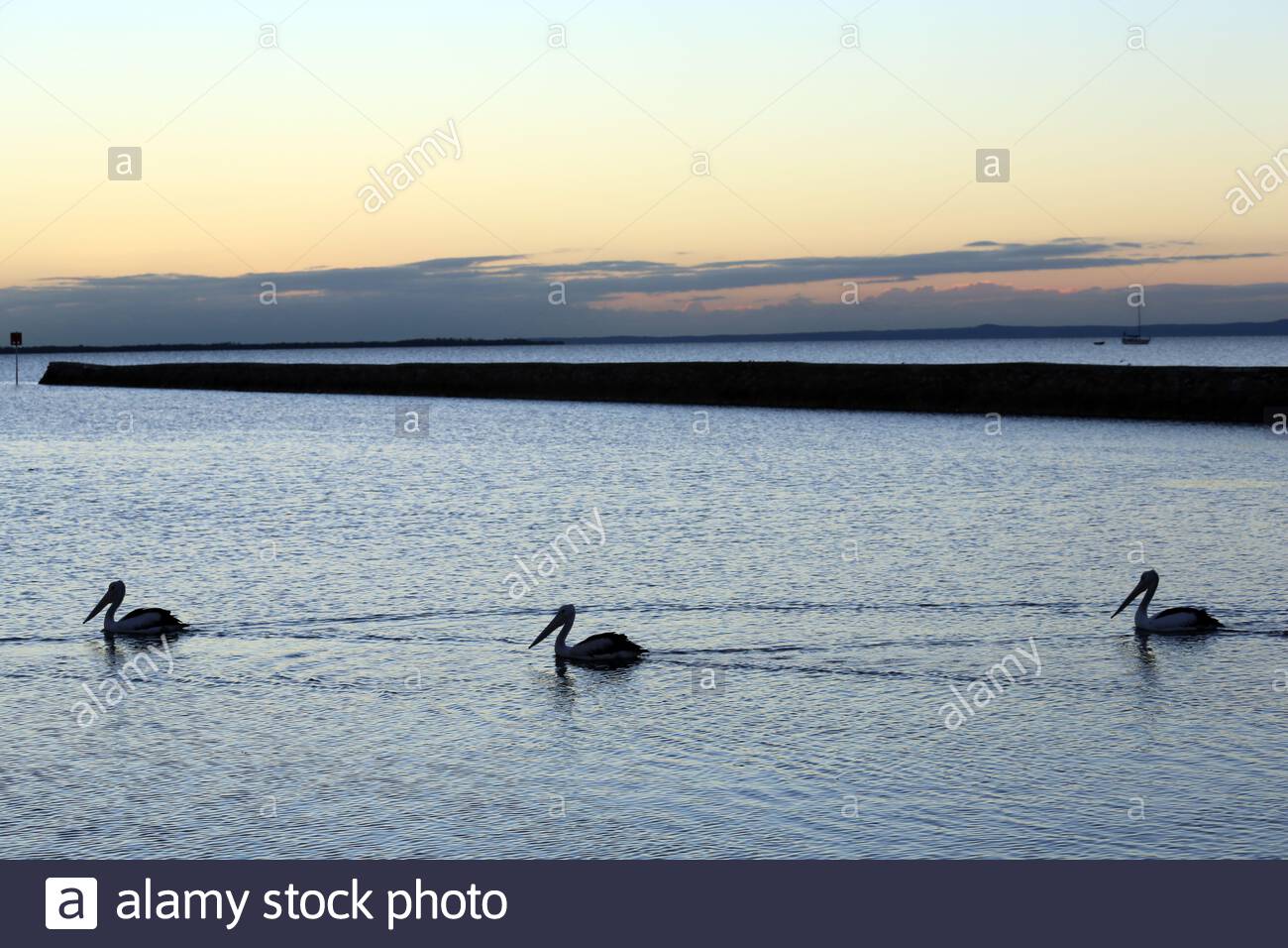 Un pélican famille aller pour une baignade matinale sur l'eau calme en Wynham, Brisbane, Australie Banque D'Images