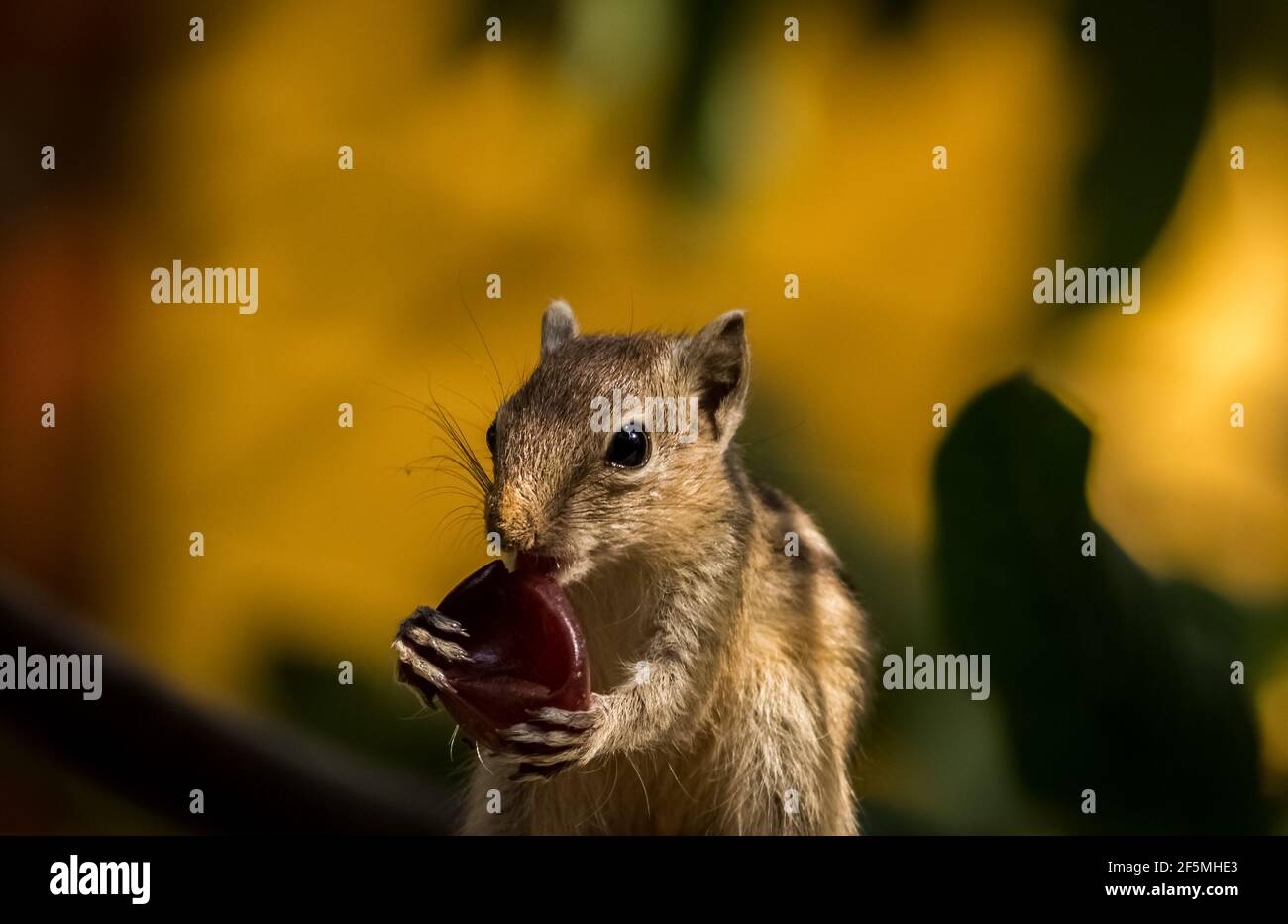 Bébé écureuil Eating fruit. Images de l'écureuil de palmier indien mignon. Banque D'Images