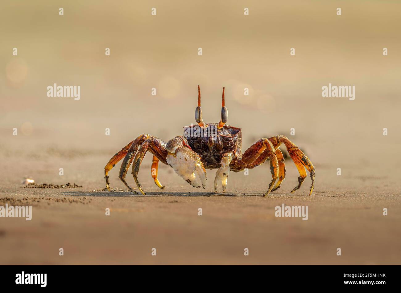 Crabe fantôme sur le sable au bord de la mer Banque D'Images