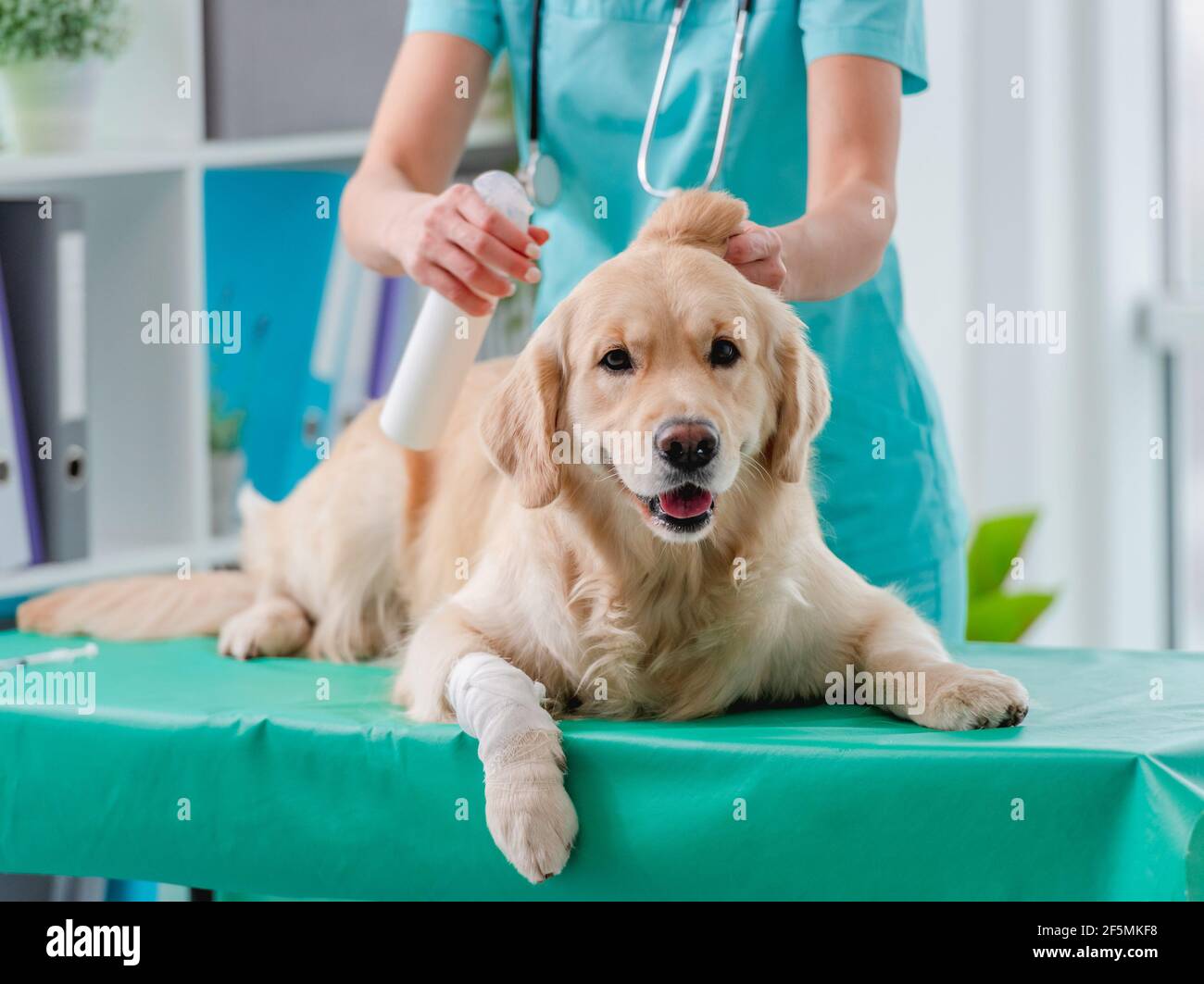 Golden Retriever examen de chien en clinique vétérinaire Banque D'Images