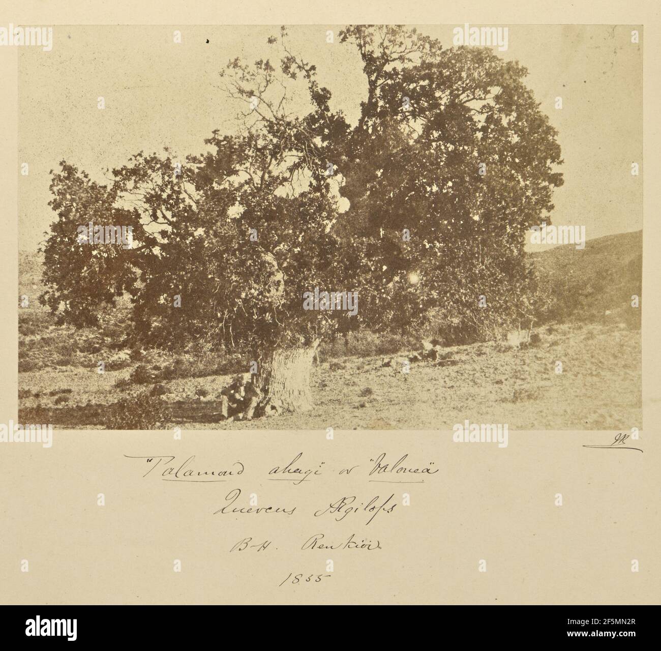 Palamoud ahagi ou Valonea, Quercus aegilops. B. H. Renkioi. John Kirk (écossais, 1832 - 1922) Banque D'Images